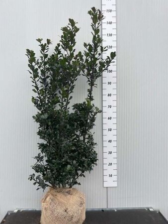 Ilex meserv. 'Blue Prince' (man=geen bes) 100-125 cm met kluit - afbeelding 4