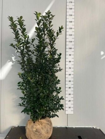 Ilex meserv. 'Blue Prince' (man=geen bes) 125-150 cm met kluit - afbeelding 5