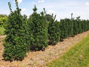 Ilex meserv. 'Blue Prince' (man=geen bes) 125-150 cm met kluit - afbeelding 3