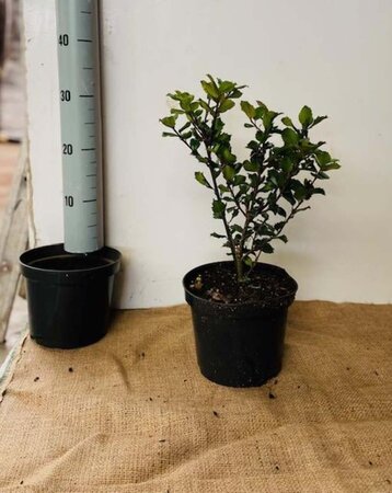 Ilex meserv. 'Blue Prince' (man=geen bes) 30-40 cm cont. 3,0L