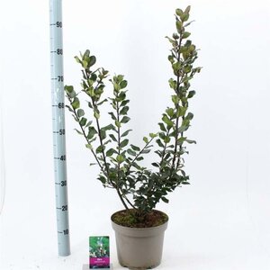 Ilex meserv. 'Blue Prince' (man=geen bes) 30-40 cm cont. 5,0L - afbeelding 1