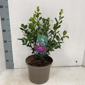 Ilex meserv. 'Blue Prince' (man=geen bes) 30-40 cm cont. 5,0L - afbeelding 2