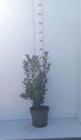 Ilex meserv. 'Blue Prince' (man=geen bes) 50-60 cm cont. 7,5L