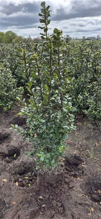 Ilex meserv. 'Blue Prince' (man=geen bes) 80-100 cm RB - image 7