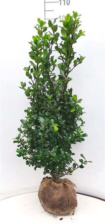 Ilex meserv. 'Blue Prince' (man=geen bes) 80-100 cm RB - image 8