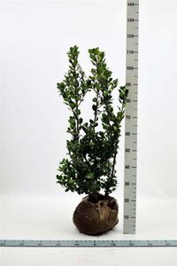 Ilex meserv. 'Blue Prince' (man=geen bes) 80-100 cm RB - image 6