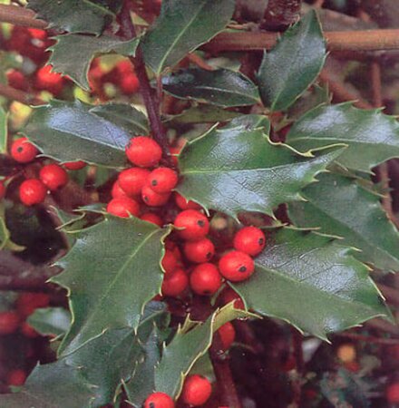 Ilex meserv. 'Blue Prince' (man=geen bes) 80-100 cm RB - image 4