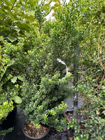 Ilex maximowicziana kanehirae 100-125 cm cont. 20L - afbeelding 1