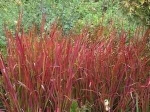 Imperata cylindrica 'Red Baron' geen maat specificatie cont. 3,0L - afbeelding 1