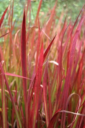 Imperata cylindrica 'Red Baron' geen maat specificatie cont. 3,0L - afbeelding 6