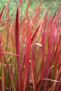 Imperata cylindrica 'Red Baron' geen maat specificatie cont. 3,0L - afbeelding 6