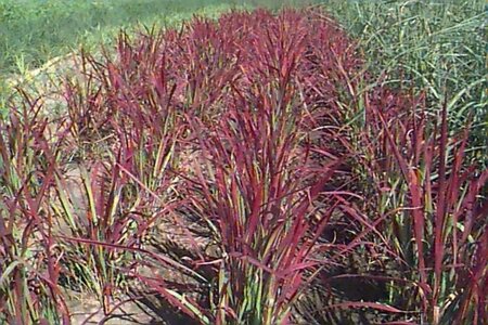 Imperata cylindrica 'Red Baron' geen maat specificatie cont. 3,0L - afbeelding 4