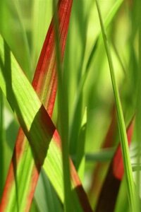 Imperata cylindrica 'Red Baron' geen maat specificatie cont. 3,0L - afbeelding 2