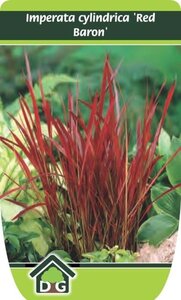 Imperata cylindrica 'Red Baron' geen maat specificatie cont. 3,0L - afbeelding 5