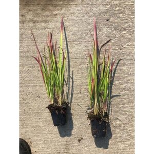 Imperata cylindrica 'Red Baron' geen maat specificatie 0,55L/P9cm - afbeelding 5