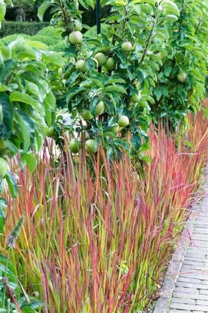 Imperata cylindrica 'Red Baron' geen maat specificatie 0,55L/P9cm - afbeelding 10