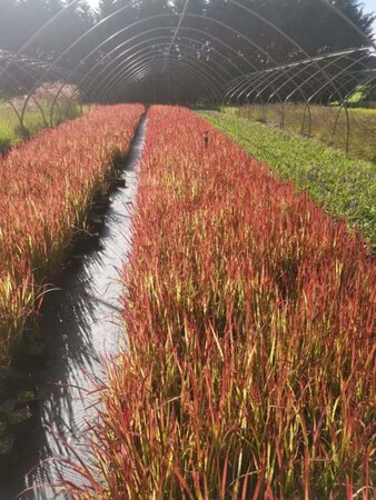 Imperata cylindrica 'Red Baron' geen maat specificatie 0,55L/P9cm - afbeelding 3