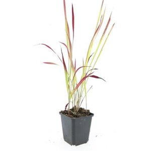 Imperata cylindrica 'Red Baron' geen maat specificatie 0,55L/P9cm - afbeelding 15