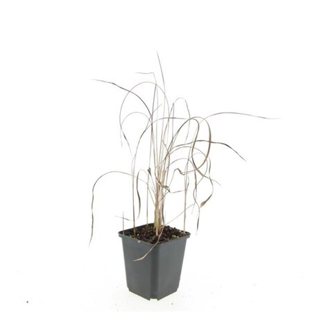 Imperata cylindrica 'Red Baron' geen maat specificatie 0,55L/P9cm - afbeelding 14