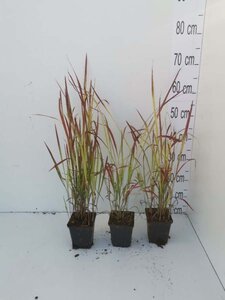 Imperata cylindrica 'Red Baron' geen maat specificatie 0,55L/P9cm - afbeelding 2