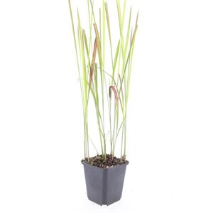 Imperata cylindrica 'Red Baron' geen maat specificatie 0,55L/P9cm - afbeelding 13