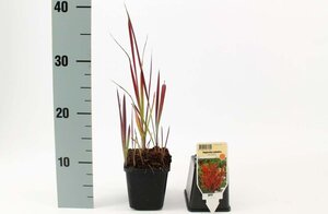 Imperata cylindrica 'Red Baron' geen maat specificatie 0,55L/P9cm - afbeelding 7