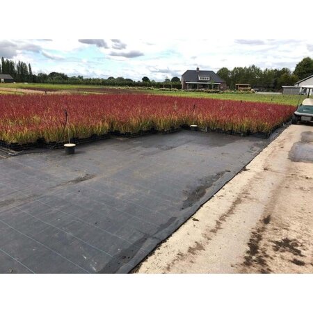 Imperata cylindrica 'Red Baron' geen maat specificatie 0,55L/P9cm - afbeelding 4