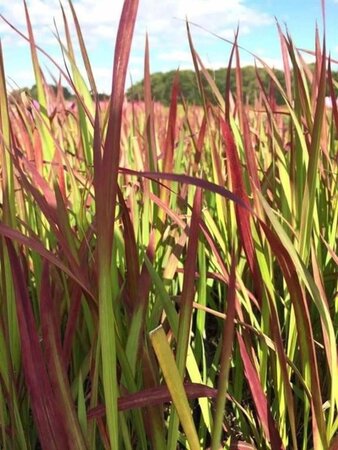 Imperata cylindrica 'Red Baron' geen maat specificatie 0,55L/P9cm - afbeelding 6