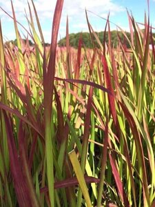 Imperata cylindrica 'Red Baron' geen maat specificatie 0,55L/P9cm - afbeelding 6