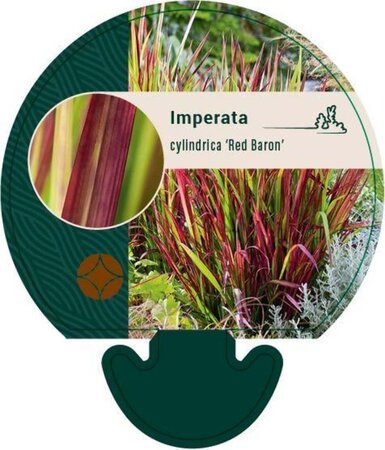 Imperata cylindrica 'Red Baron' geen maat specificatie 0,55L/P9cm - afbeelding 8