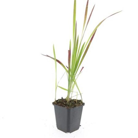 Imperata cylindrica 'Red Baron' geen maat specificatie 0,55L/P9cm - afbeelding 12