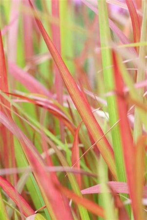 Imperata cylindrica 'Red Baron' geen maat specificatie 0,55L/P9cm - afbeelding 9