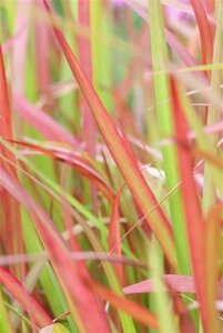 Imperata cylindrica 'Red Baron' geen maat specificatie 0,55L/P9cm - afbeelding 9