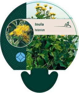 Inula helenium geen maat specificatie 0,55L/P9cm - afbeelding 1