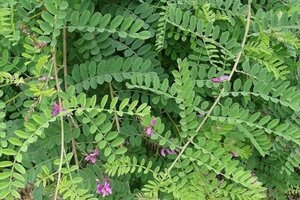 Indigofera heterantha 40-50 cm cont. 3,0L - afbeelding 3