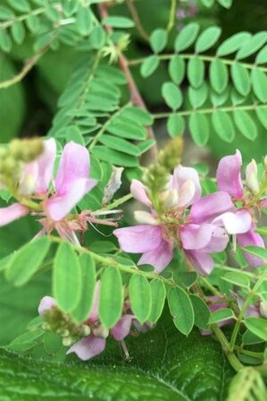 Indigofera heterantha 40-50 cm cont. 3,0L - afbeelding 1