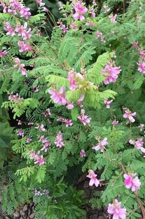 Indigofera heterantha 40-50 cm cont. 3,0L - afbeelding 2