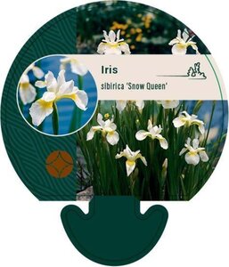 Iris sib. 'Snow Queen' geen maat specificatie 0,55L/P9cm - afbeelding 2