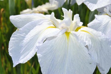 Iris sib. 'Snow Queen' geen maat specificatie 0,55L/P9cm - afbeelding 1