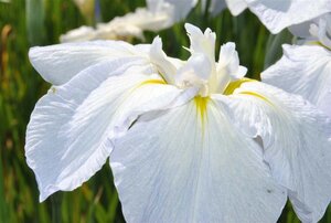 Iris sib. 'Snow Queen' geen maat specificatie 0,55L/P9cm - afbeelding 1