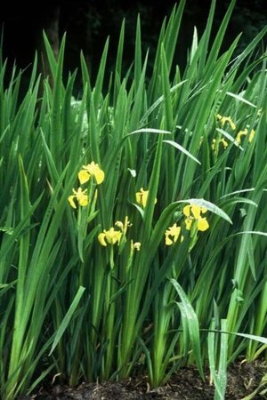 Iris pseudacorus geen maat specificatie 0,55L/P9cm - afbeelding 4