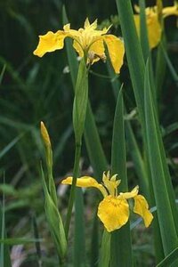 Iris pseudacorus geen maat specificatie 0,55L/P9cm - afbeelding 2