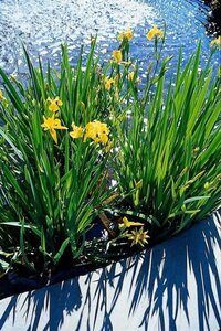 Iris pseudacorus geen maat specificatie 0,55L/P9cm - afbeelding 5