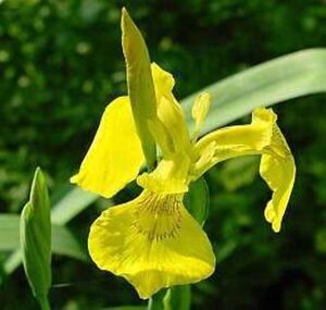 Iris pseudacorus geen maat specificatie 0,55L/P9cm - afbeelding 3