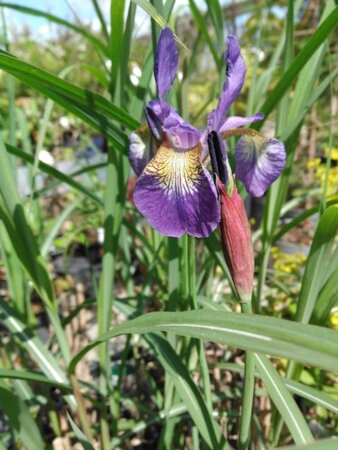 Iris sib. 'Blue King' geen maat specificatie 0,55L/P9cm - afbeelding 1