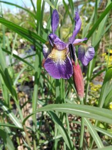 Iris sib. 'Blue King' geen maat specificatie 0,55L/P9cm - afbeelding 1