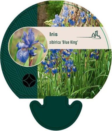 Iris sib. 'Blue King' geen maat specificatie 0,55L/P9cm - afbeelding 4