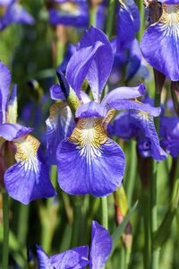 Iris sibirica geen maat specificatie 0,55L/P9cm - afbeelding 2