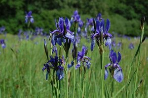 Iris sibirica geen maat specificatie 0,55L/P9cm - afbeelding 3