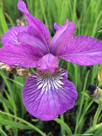 Iris sib. 'Sparkling Rose' geen maat specificatie 0,55L/P9cm